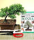 Ankara Etimesgut �i�ek�i firma �r�n�m�z Bonsai k���k japon a�ac� i� mekan s�s bitkisi