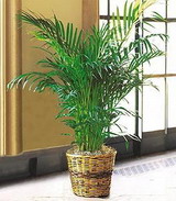 Kaliteli ve fiyat� ucuz bir �r�n Areka saks� �i�e�i i� mekan bitkileri s�s bitkisi