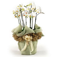 Ostim ve Ankara i�in g�rsel bir tanzim iki dal saks� orkide �i�e�i salon bitkisi