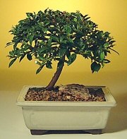 Bonsai k���k japon a�ac� i� mekan s�s bitkisi Ben farkl� bir �r�n g�ndermek istiyorum diyor iseniz