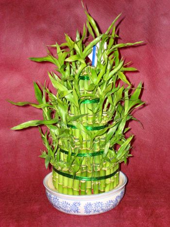 Ankara �i�ek g�nderme firmam�zdan size �zel Lucky Bamboo �ans mele�i �i�e�i bambu �i�e�i
